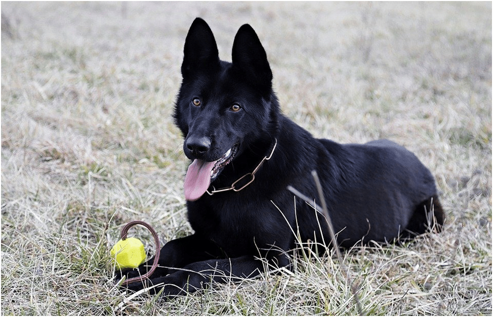 Black Aggressive German Shepherd dog sitting in a field