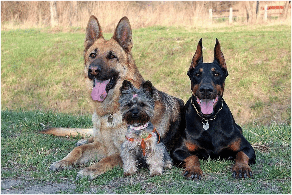 Image of two aggressive German Shepherds and a puppy sitting with them in a field