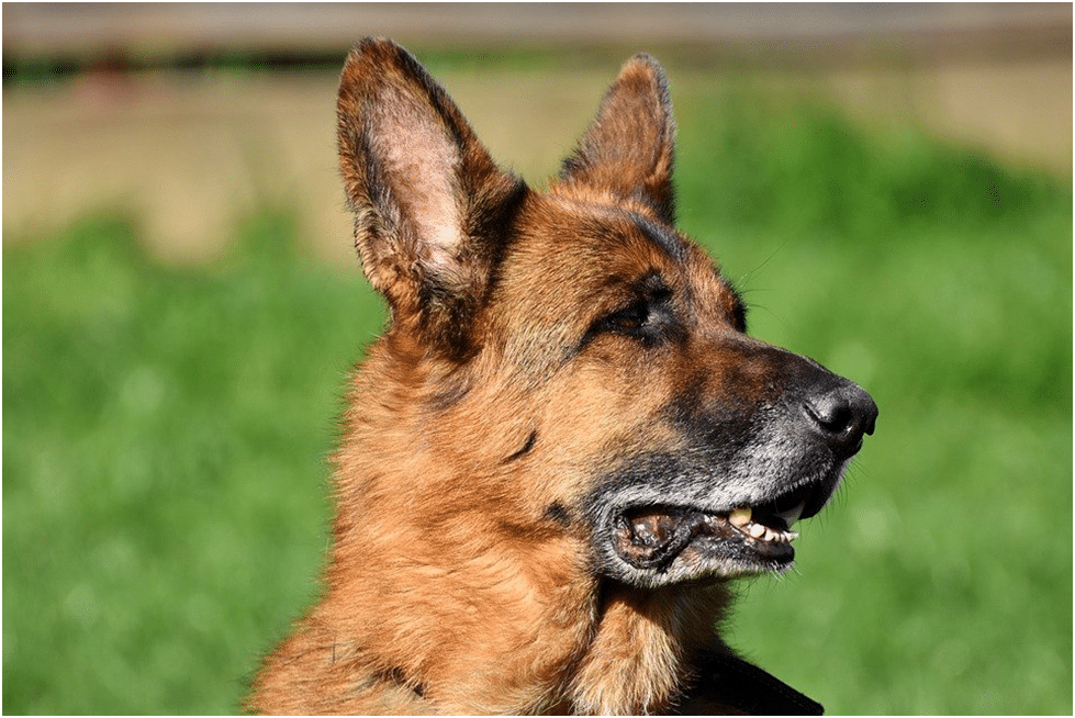 Cropped image of an aggressive German Shepherd dog
