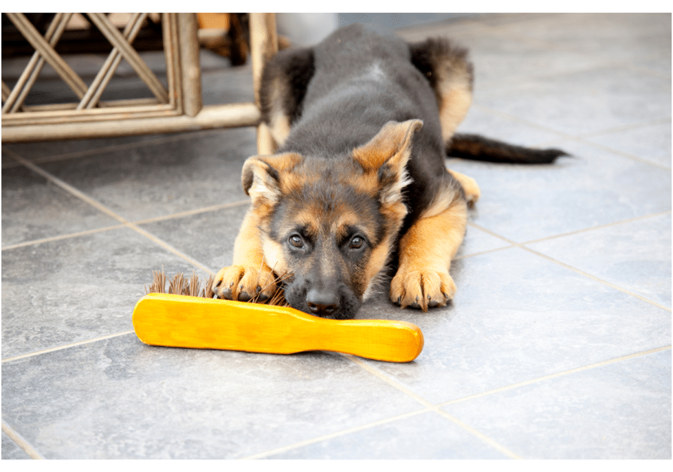 Image of German Shepherd Puppy playing with a brush