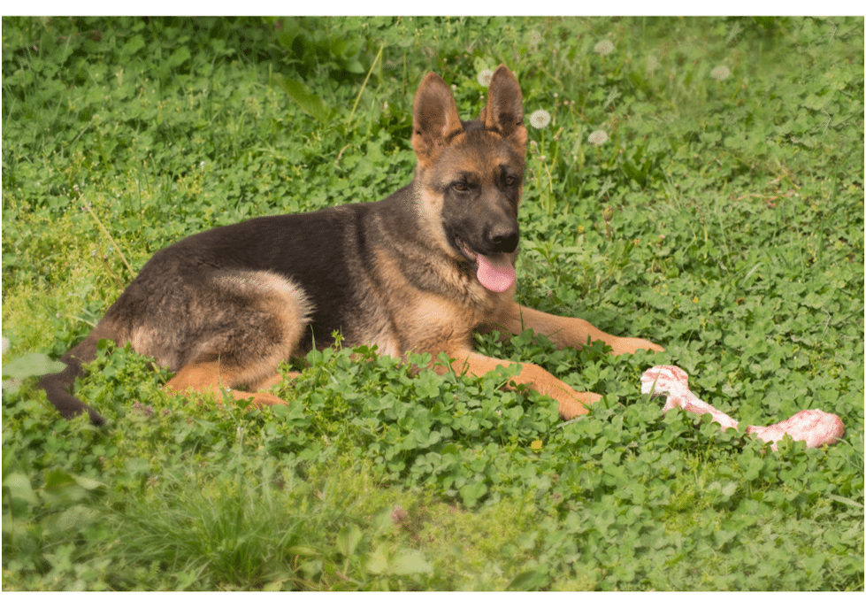 German Shepherd dog sitting on grass with food in front of him