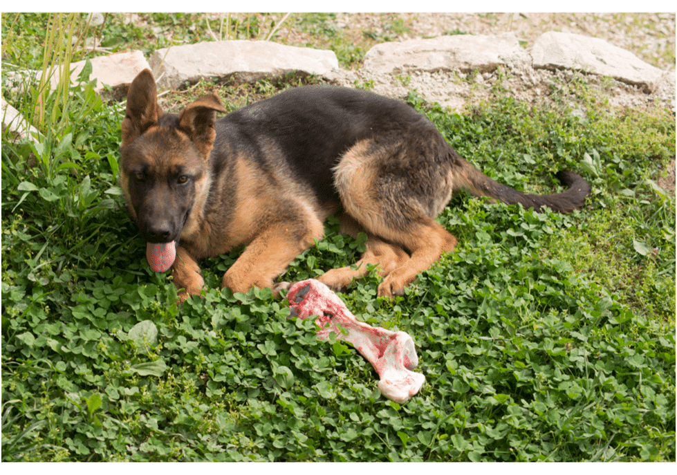 German Shepherd dog sitting on grass with food in front of him