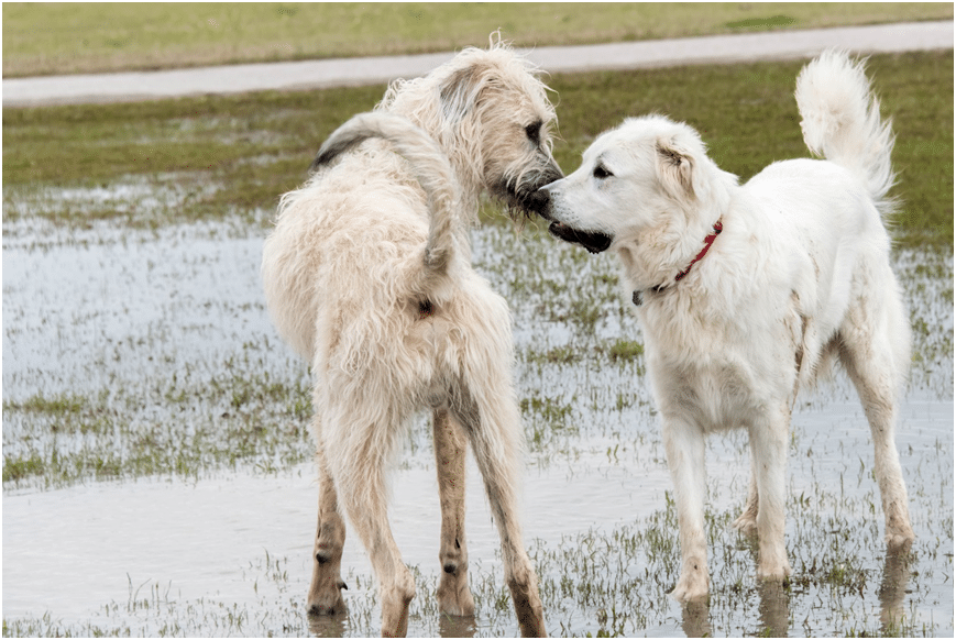 Great Pyrenees with a companion