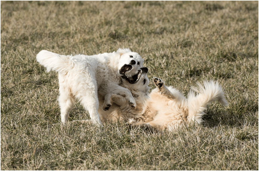Two Great Pyrenees dogs playing