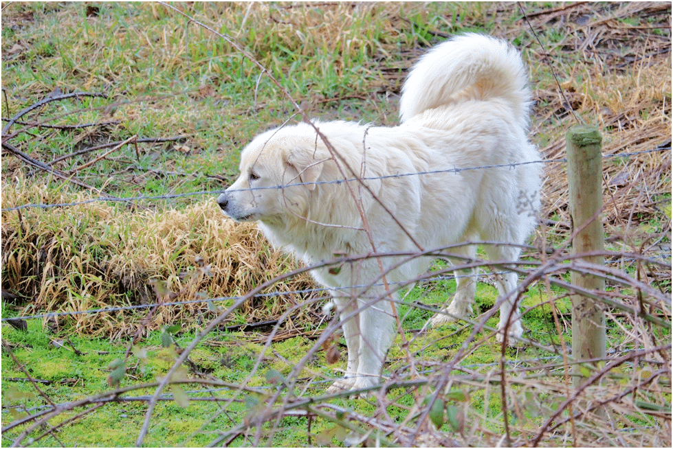 Great Pyrenees spreading its scent