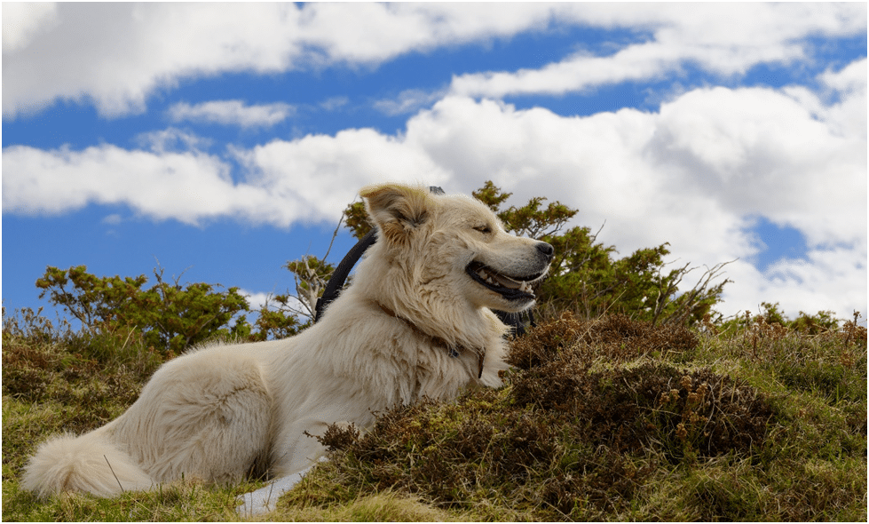 Great Pyrenees hiking