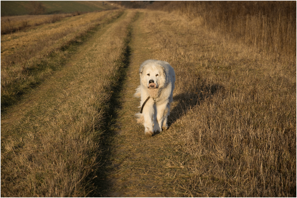 Great Pyrenees during Hiking
