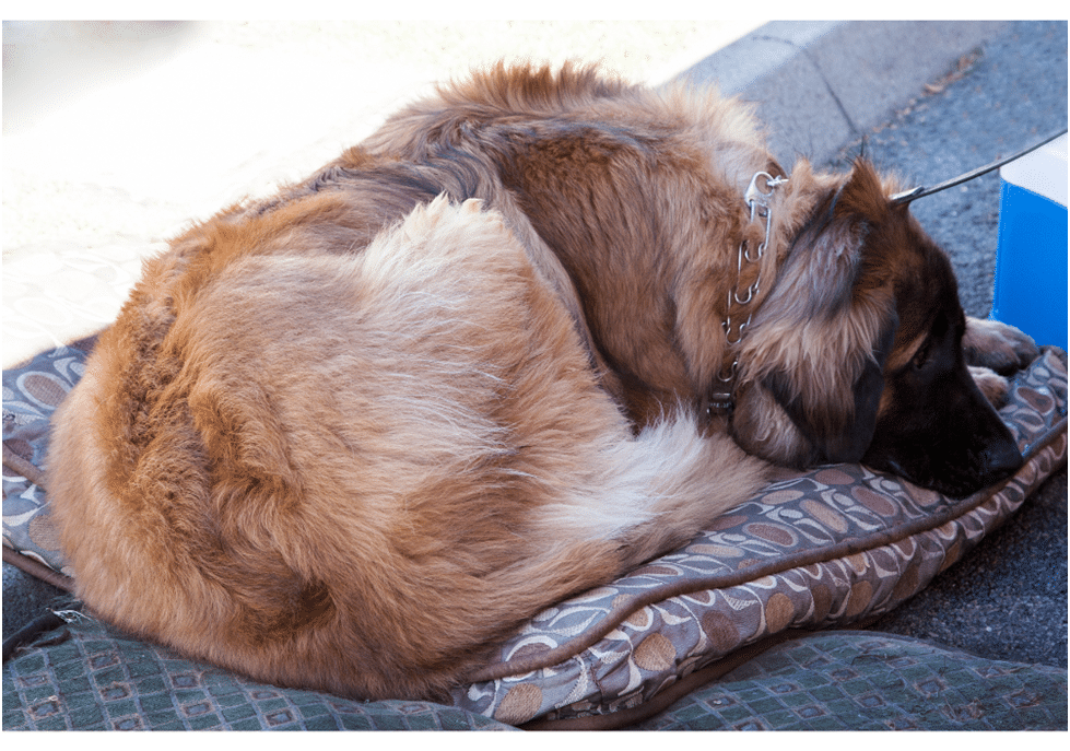 Leonberger sleeping on a cold day