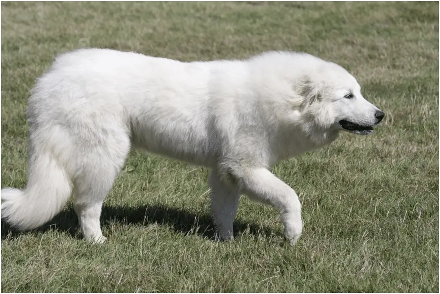 Great Pyrenees walking on grass