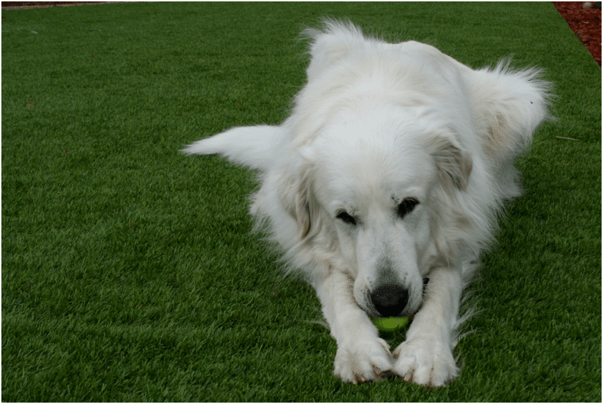 Great Pyrenees dog sitting on grass