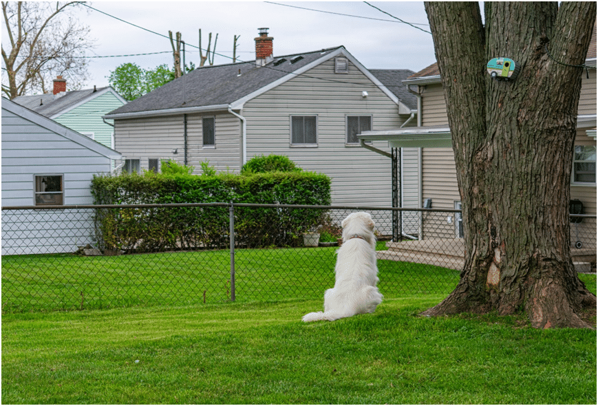 Great Pyrenees sitting outside family home