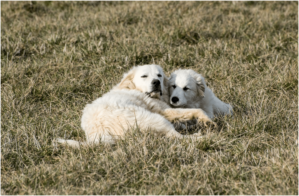 Male and female Great Pyrenees