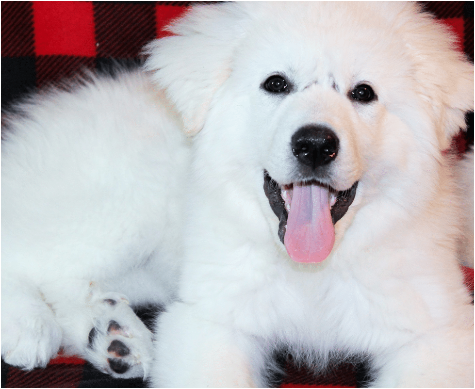 Great Pyrenees puppy being social