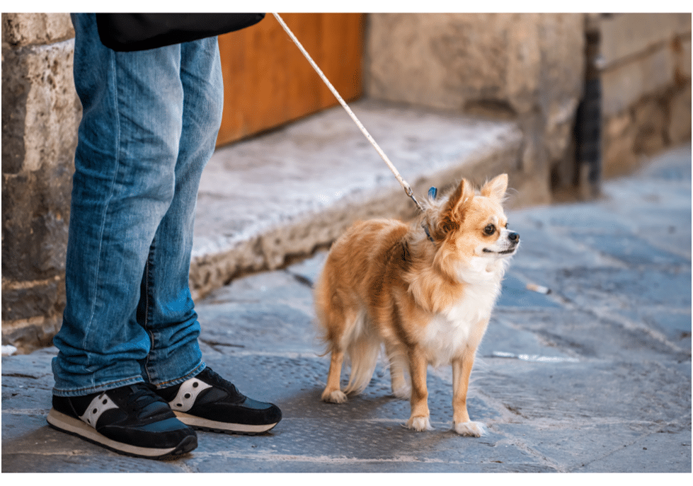 Chihuahua standing in a street