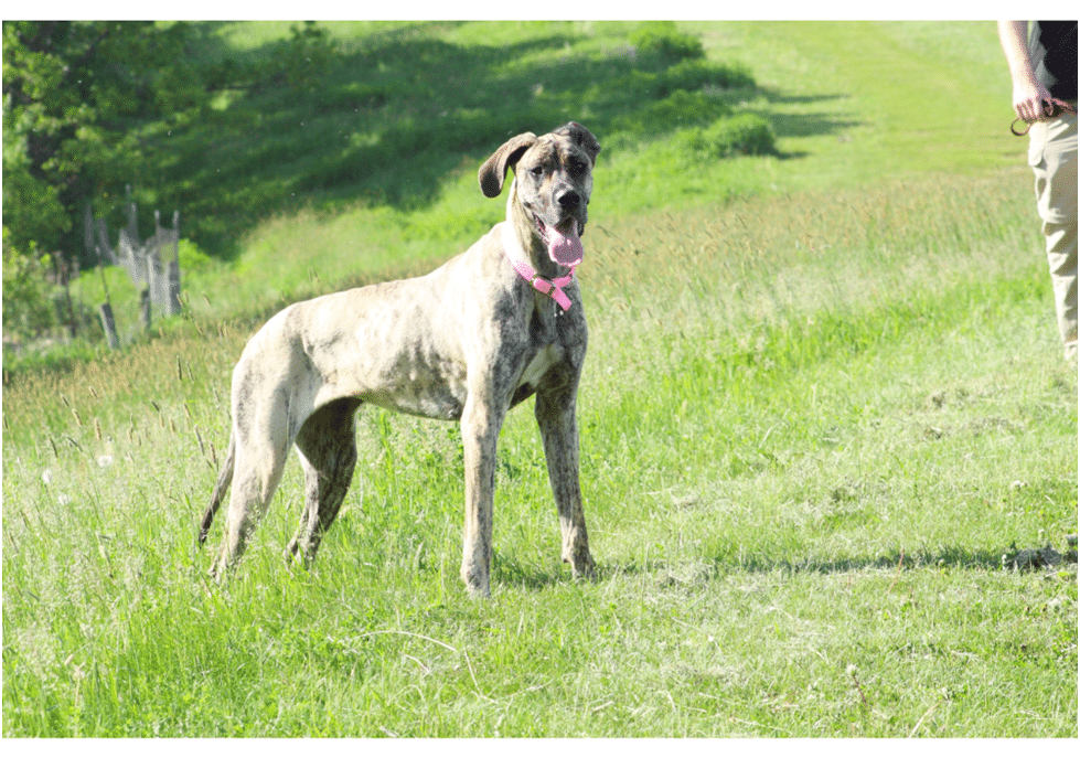 Great Dane standing in a field
