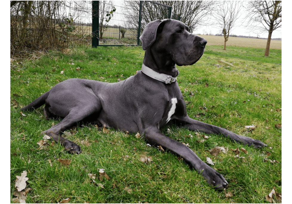 A black Great Dane sitting on grass