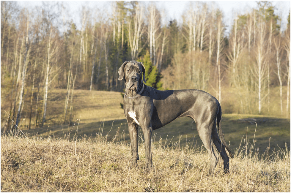 Great Dane standing in a forest