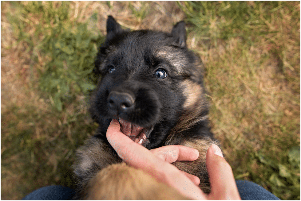 German Shepherd Puppy biting his owner's finger