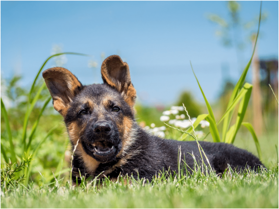 German Shepherd Puppy sitting on grass
