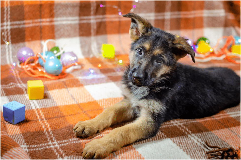German Shepherd Puppy sitting on a carpet with toys