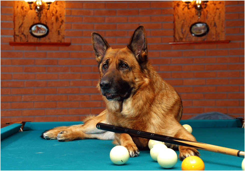 German Shepherd sitting on a snooker table