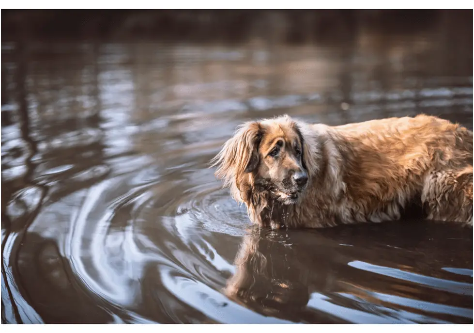 Leonberger standing in water