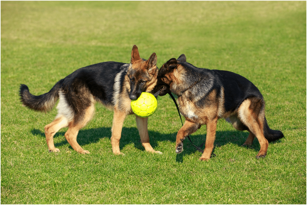 Dogs paying with a ball