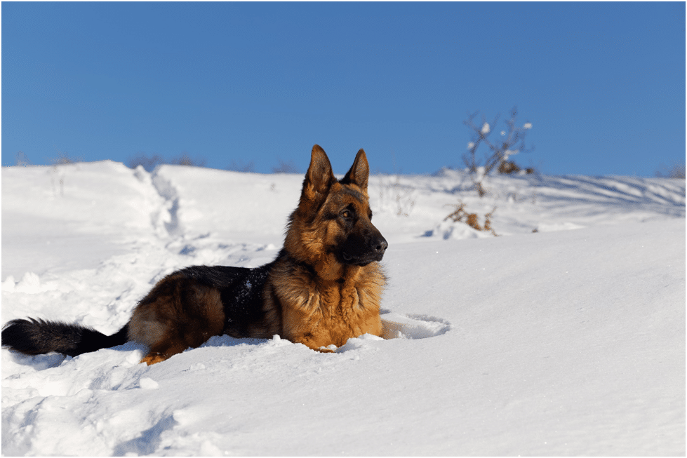 German Shepherd sitting on snow