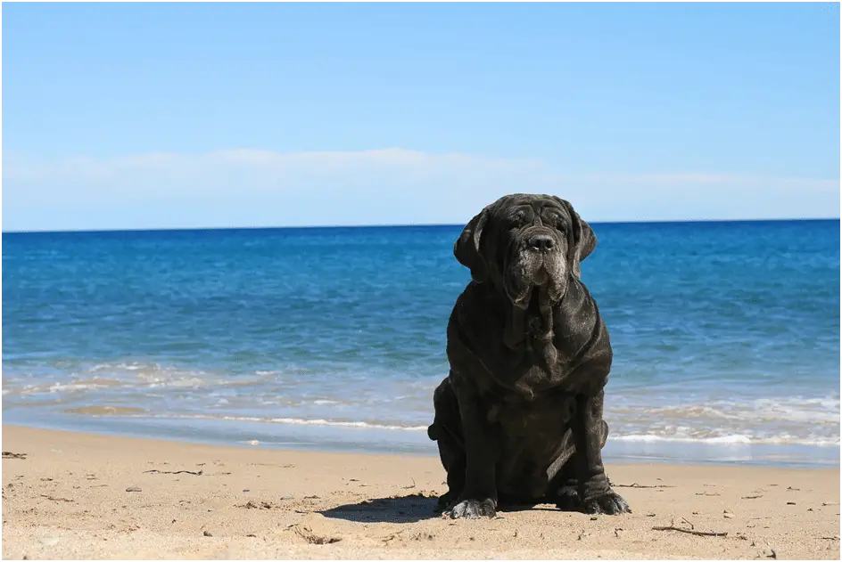 Neapolitan Mastiff sitting near the beach