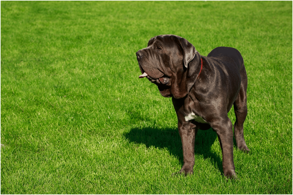 How to Train a Neapolitan Mastiff