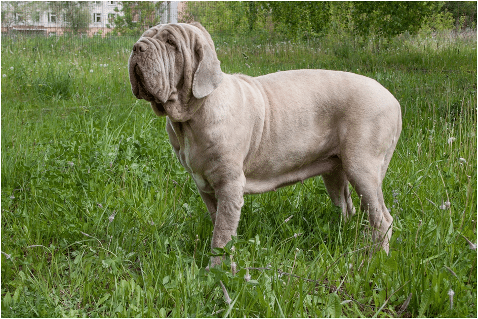 How Long Does a Neapolitan Mastiff Live?