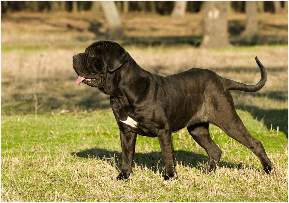 Do Neapolitan Mastiffs Shed