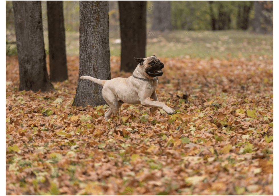 Bullmastiff dog running through park