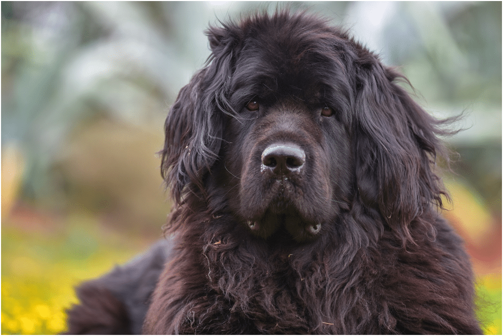 A black Newfoundland dog