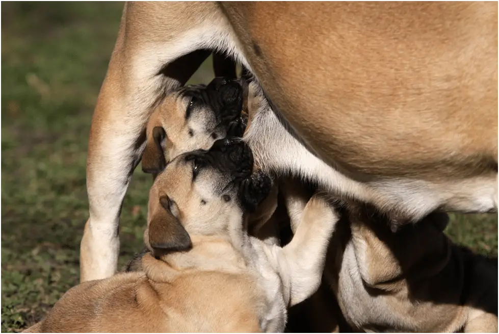 Bullmastiff puppies feeding her mother