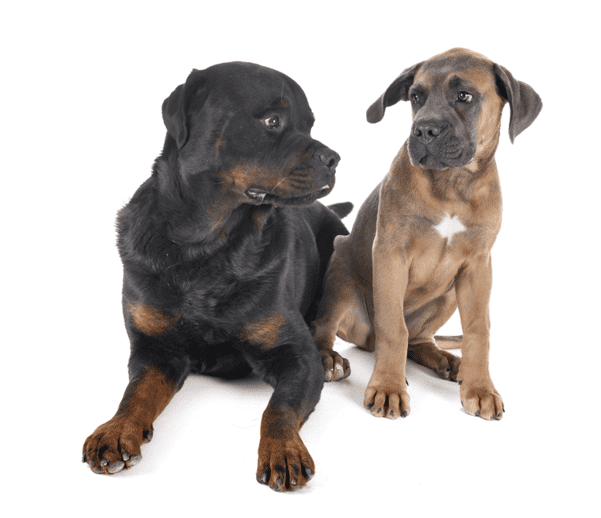 A Rottweiler and Cane Corso sitting together