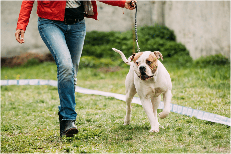 American Bulldog with its owner