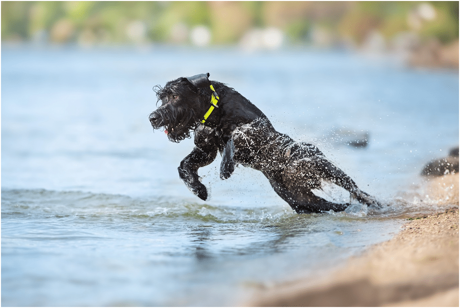 Giant Schnauzer jumping in water