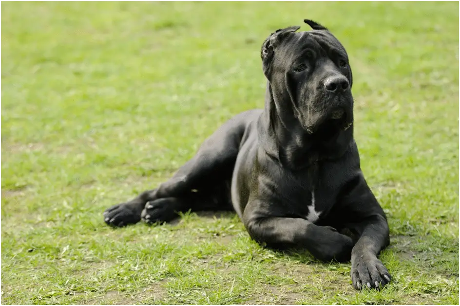 A black Cane Corso dog sitting in a lush green field