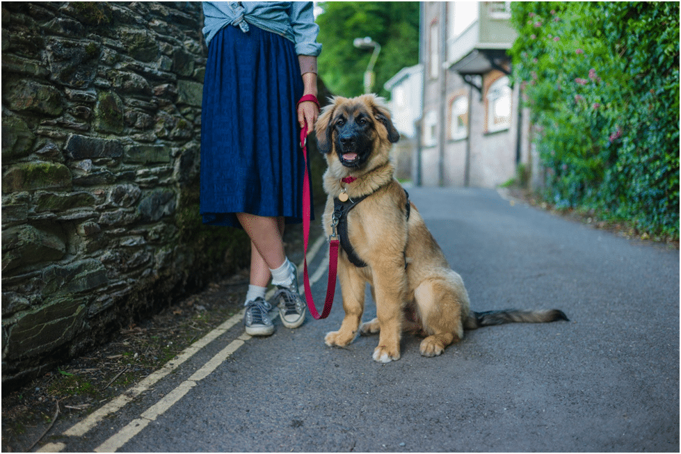 Leonberger with her owner