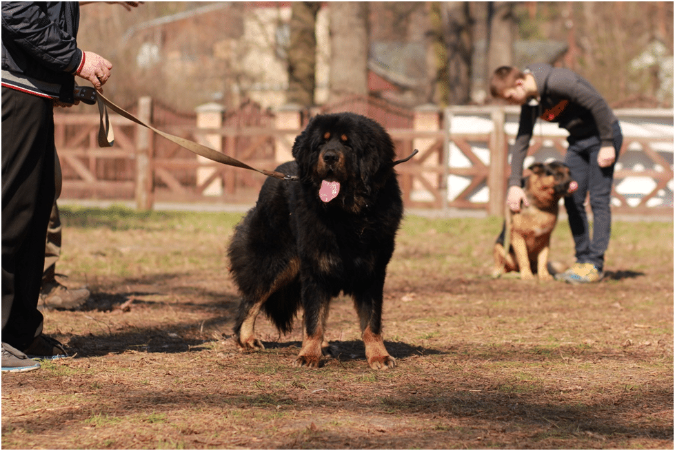 Newfoundland dogs are being trained