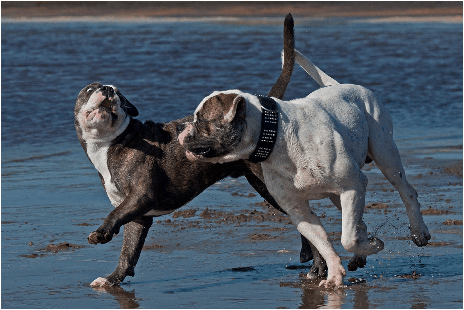 American Bulldogs playing with each other