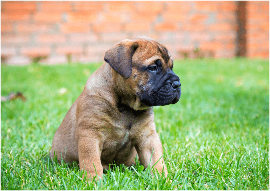 A bullmastiff puppy on grass