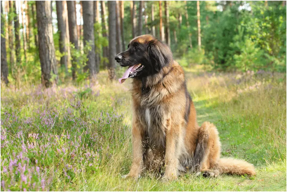 Leonberger dog siting near trees