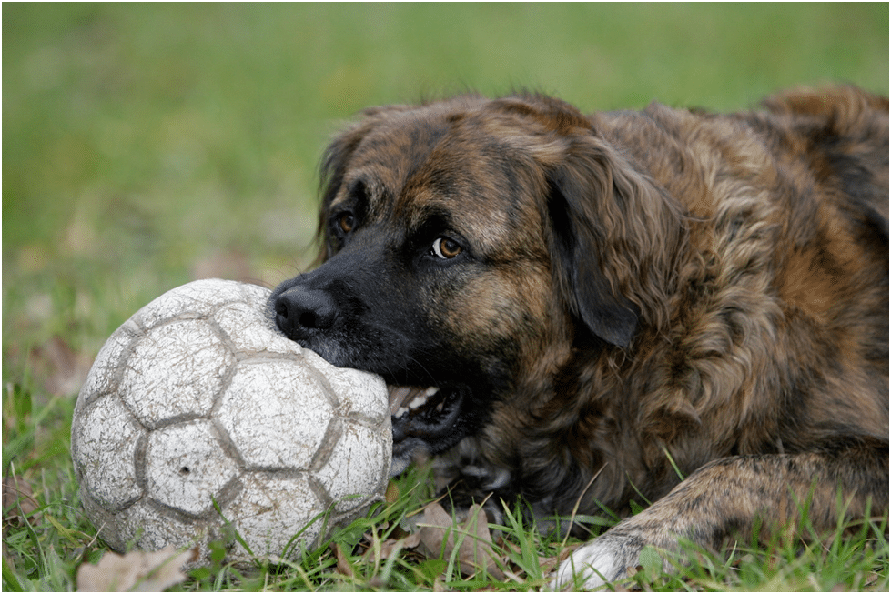 Leonberger dog playing with football