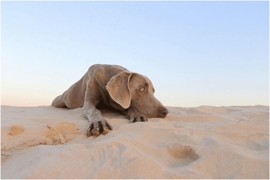 Do Weimaraners Have Anxiety