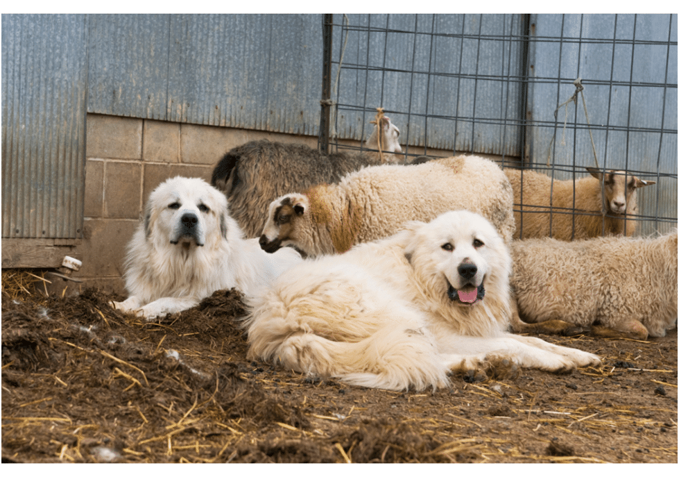 Great Pyrenees with other dogs