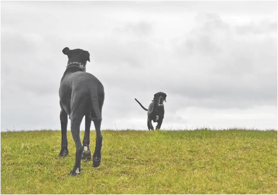 Two great dane dogs playing in a field