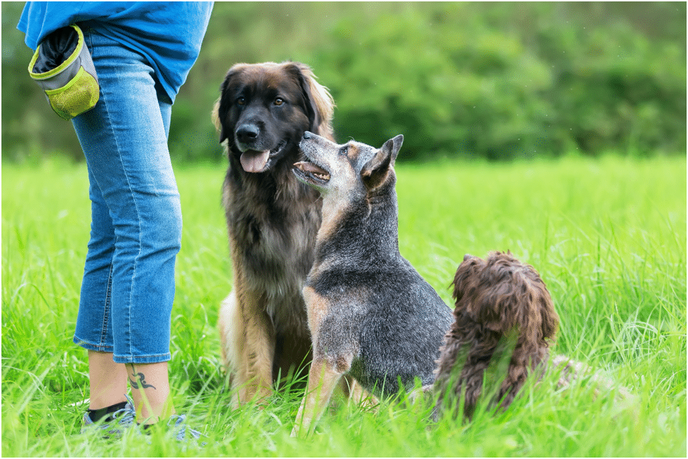 Owner of the Leonberger dogs feeding them