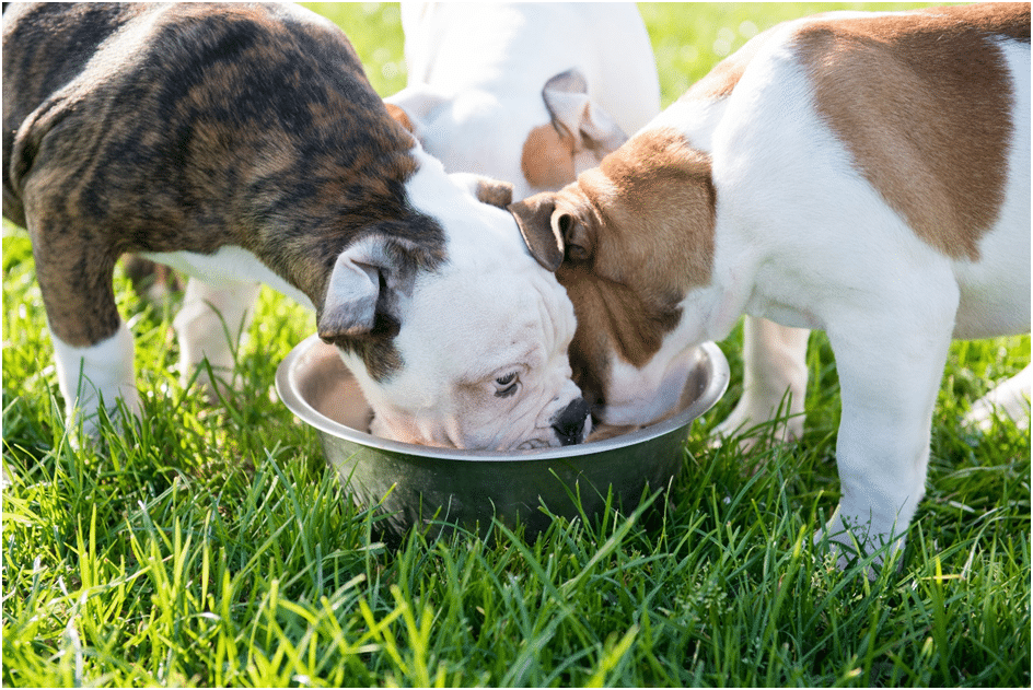 What is the Best Food for American Bulldogs